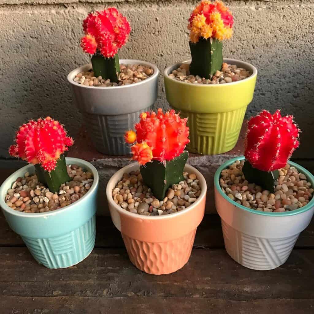 moon cactus