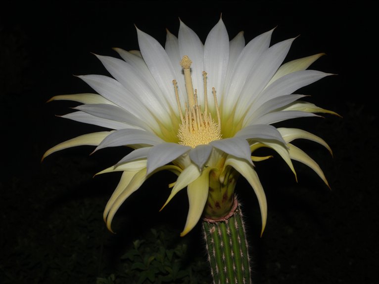 night blooming fragrant cactus