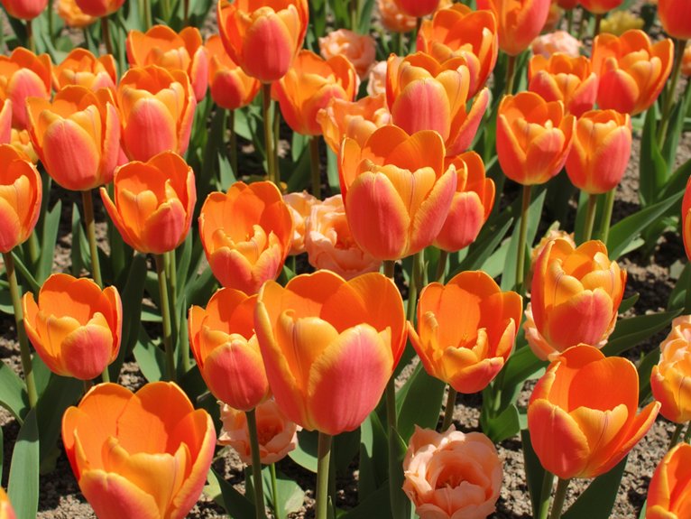 orange tulip planting tips