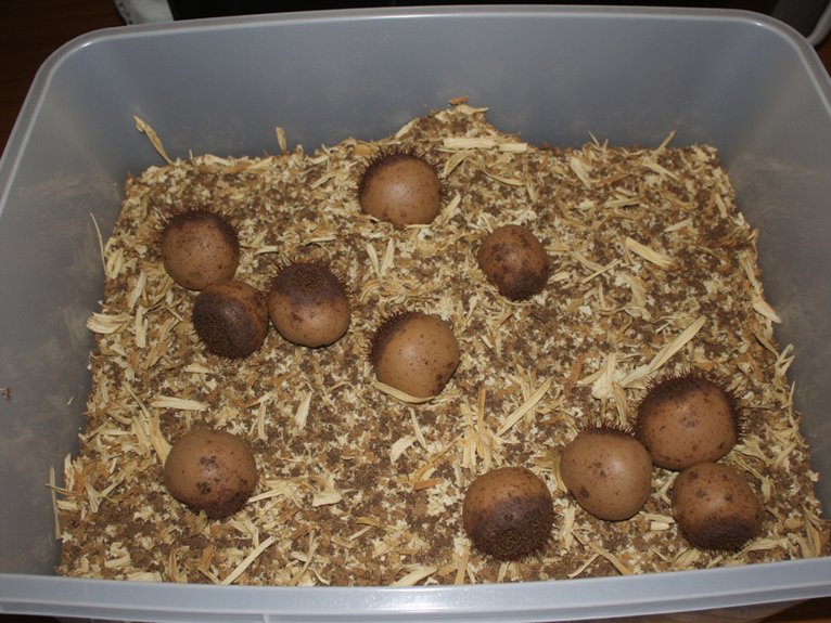 overwintering dahlia tubers successfully