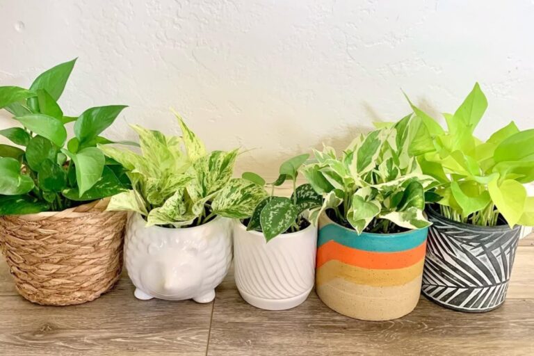 Pairing Pothos: A Potting Adventure