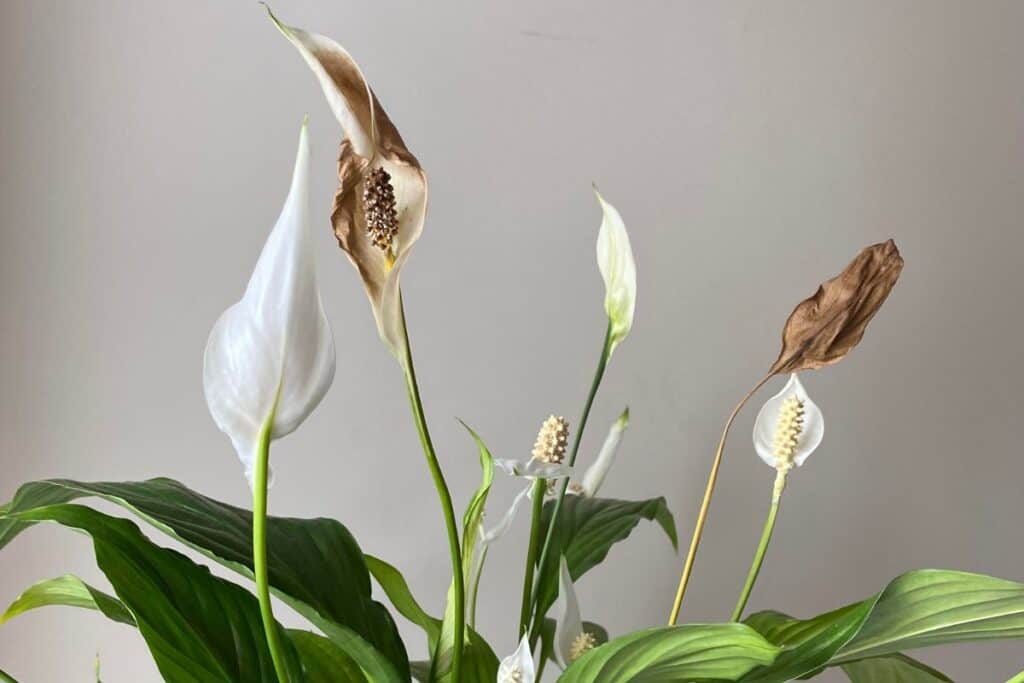 peace lily problems