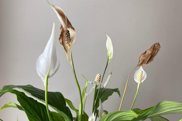 Peace Lily Problems? Here’s How to Fix Them