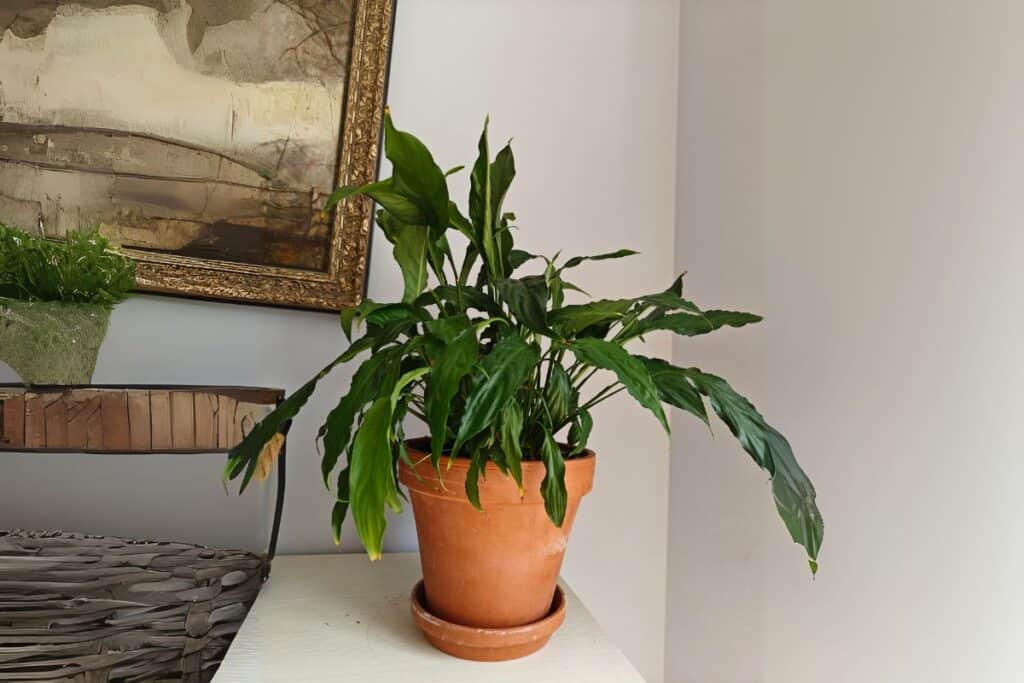 peace lily watering guide