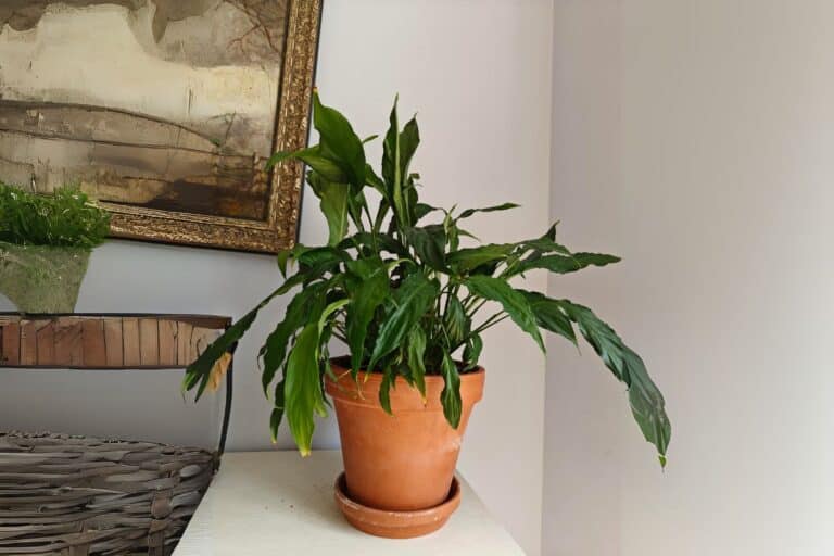 Peace Lily Watering Guide: Indoor Plant Care Tips