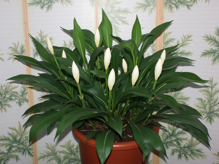 peace lilies thrive through division