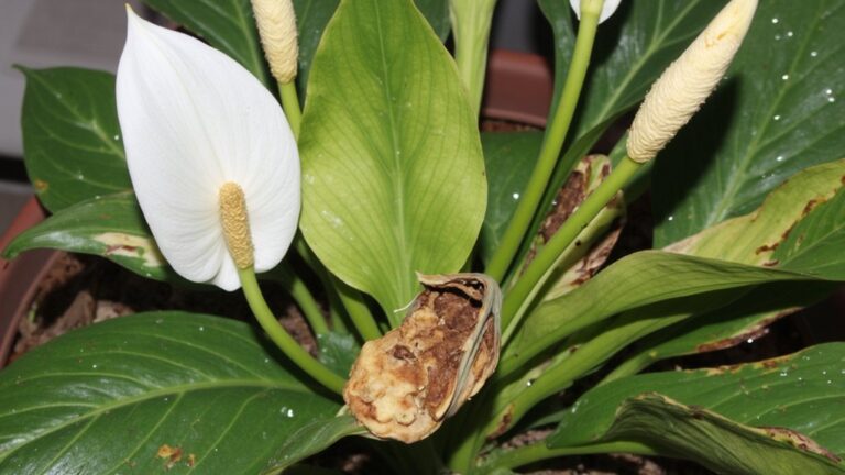 peace lily health troubleshooting