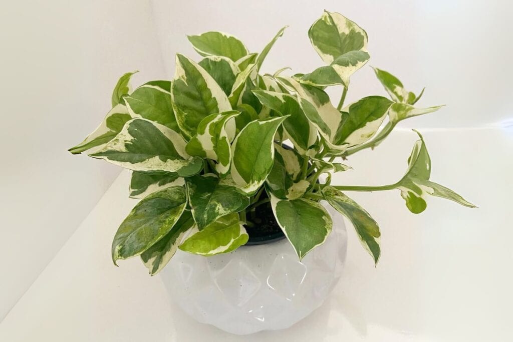 pearl and jade pothos