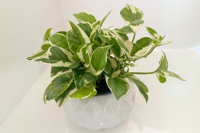 How to Care for Pearls and Jade Pothos