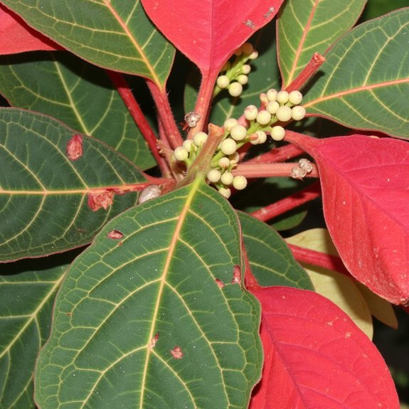 pest identification and treatment
