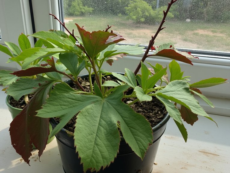 pet plant ingestion symptoms