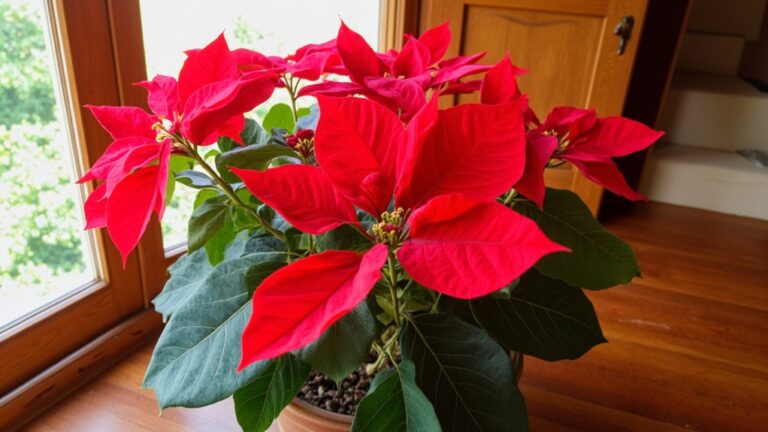 poinsettia care for holidays
