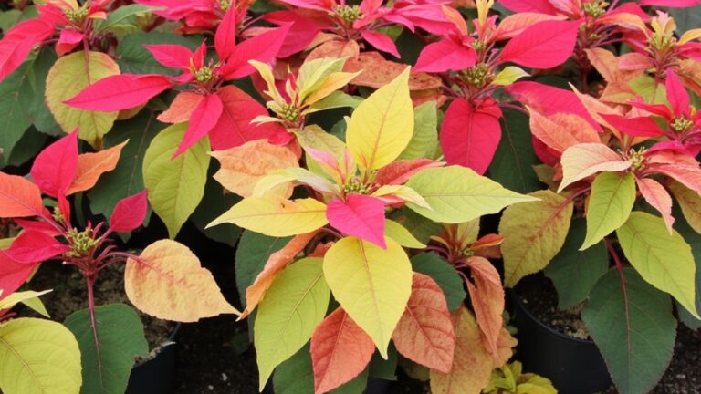 poinsettia leaves yellowing issues
