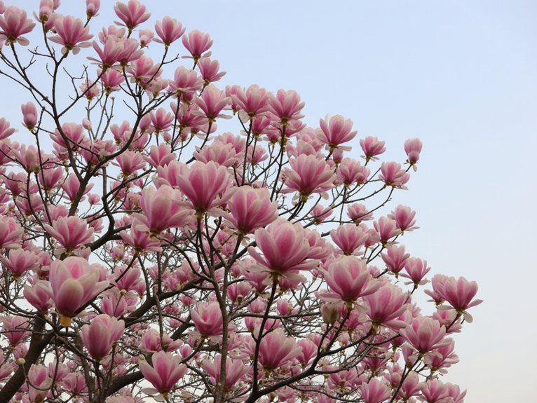 popular pink magnolia cultivars