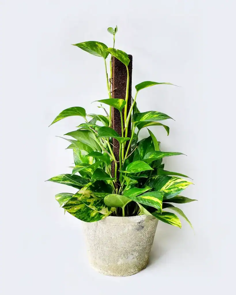 pothos 1