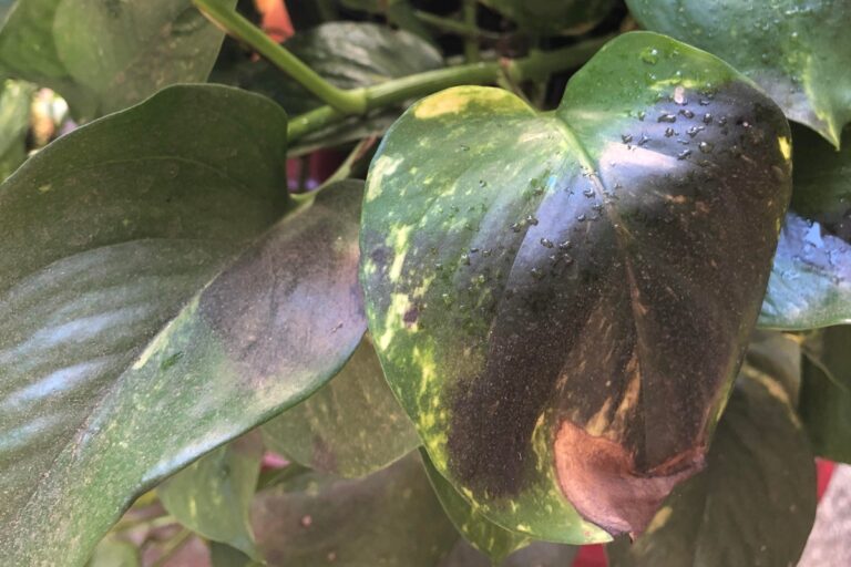 Pothos Leaves Turning Black: What’s Wrong