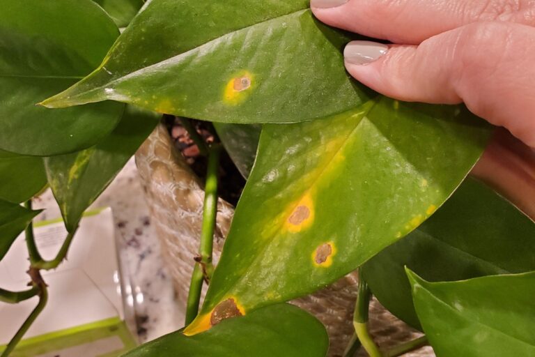 Is Your Pothos Plant in Trouble?