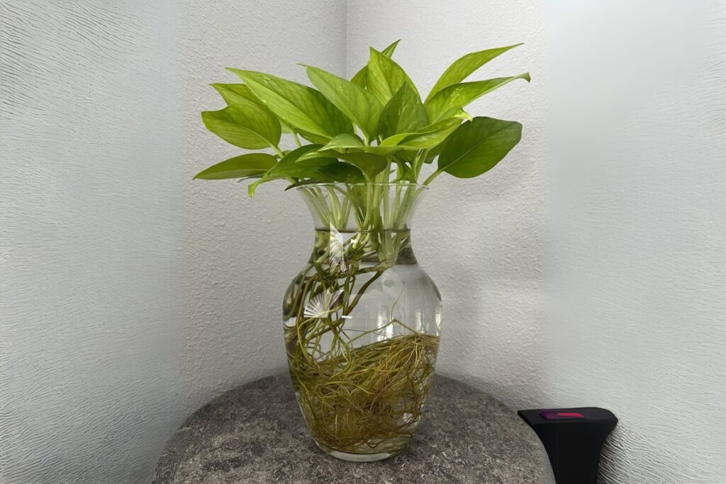 pothos propagation