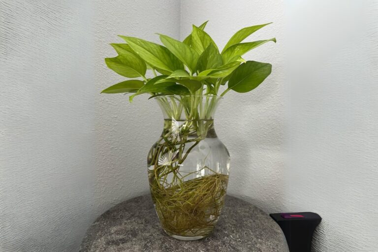 Master Pothos Propagation for Lush Growth