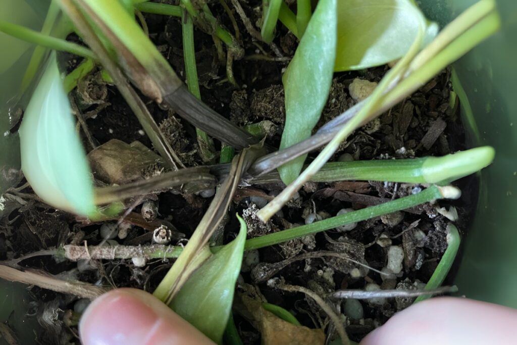 pothos stems turning brown