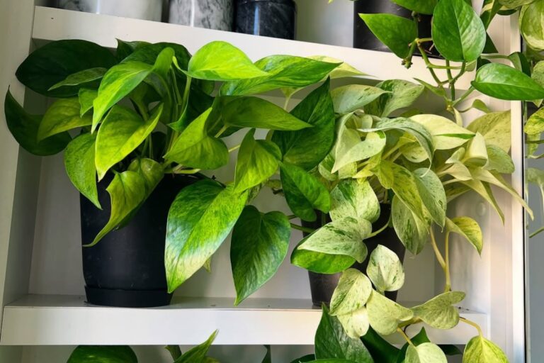 Mastering Pothos: Watering Secrets Revealed