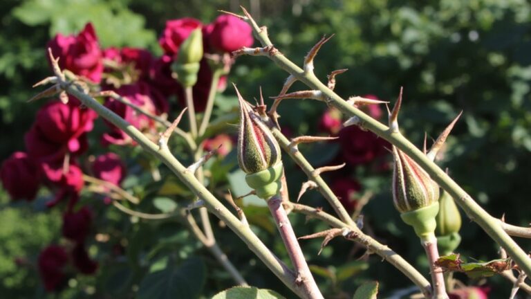 prune roses like a pro