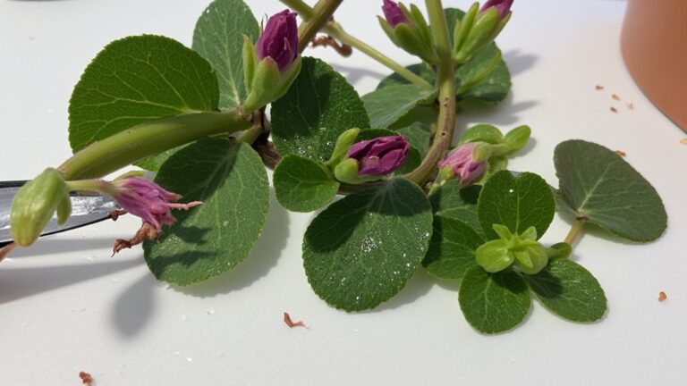 pruning techniques for african violets