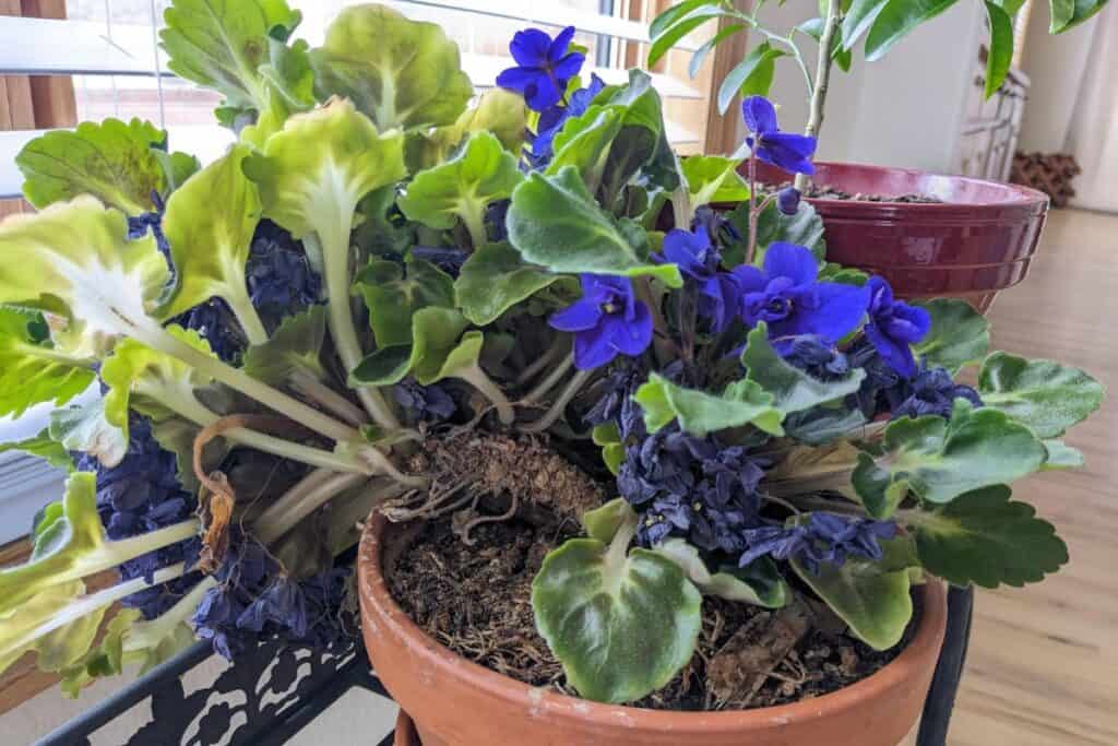 repotting african violets