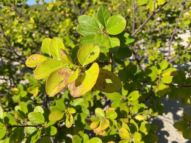 seagrape plant care issues