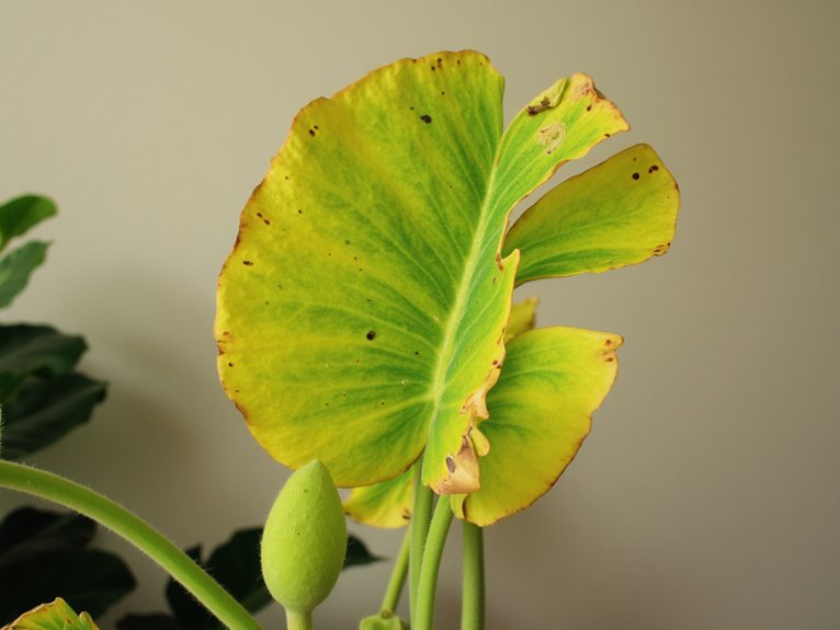 signs of monstera decline
