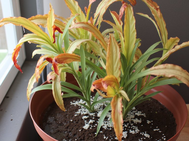 signs of overwatered plants