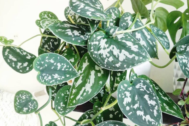 Mastering the Art of Silver Pothos Care