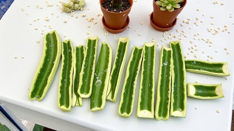 snake plant propagation methods