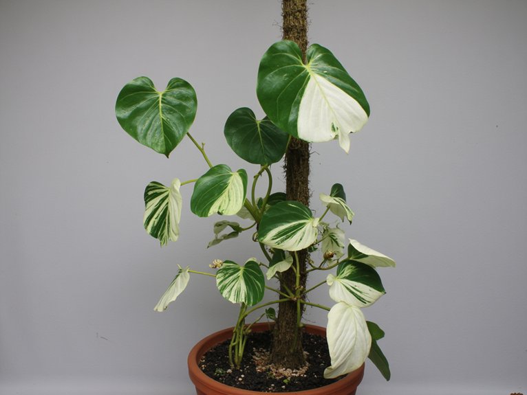 striking variegated tropical climber