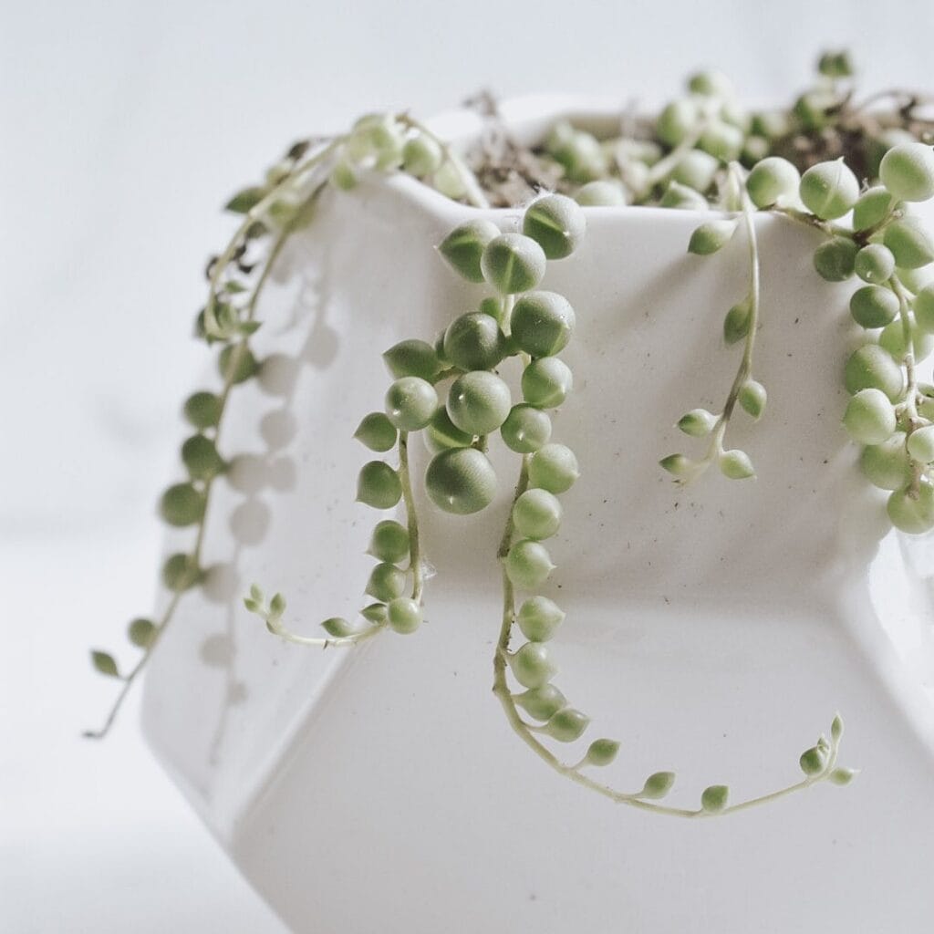 string of pearls