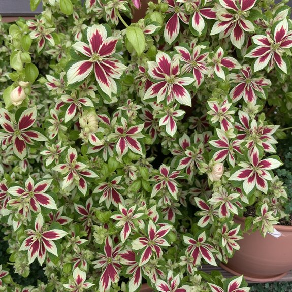 stunning variegated trailing plant