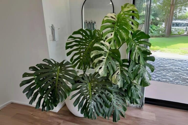 Mastering Monstera Watering: Key Tips Revealed