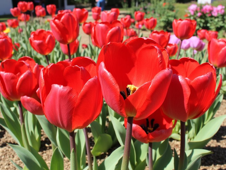 transform your garden vibrantly