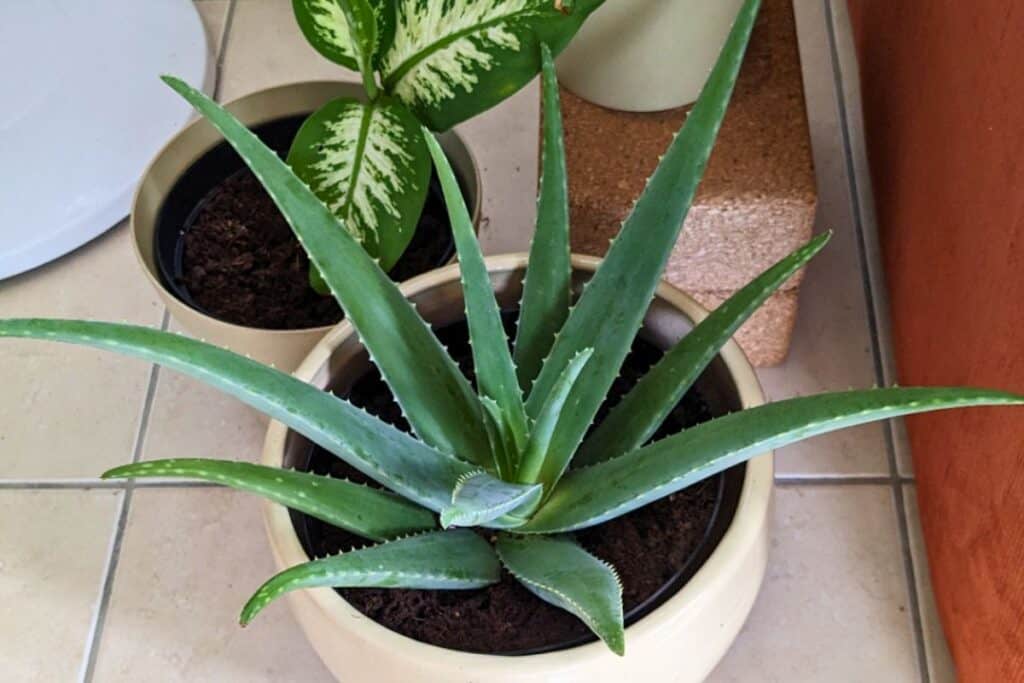 using coffee grounds on aloe vera