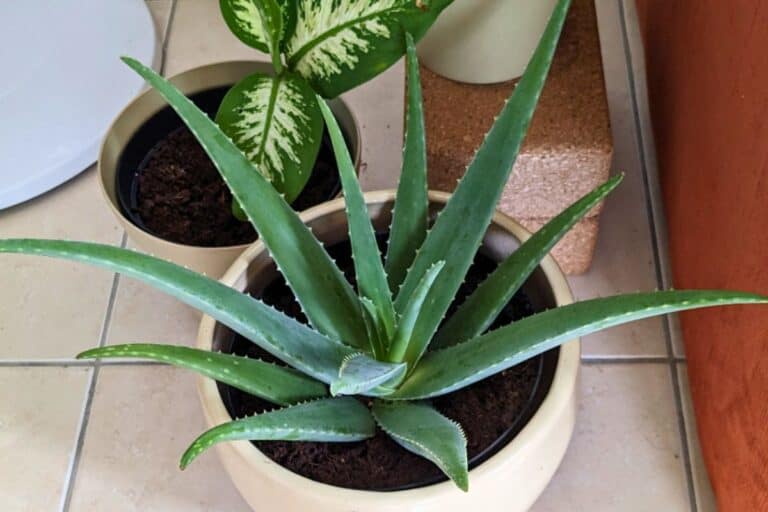 Can Coffee Grounds Help Your Aloe Vera Thrive?