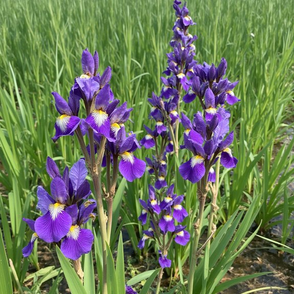 vibrant native wetland plant