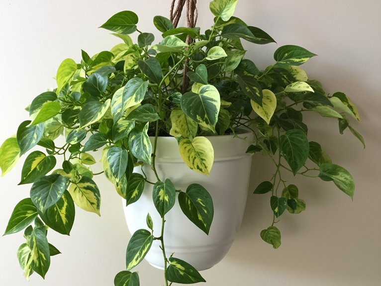 vibrant tri colored variegation