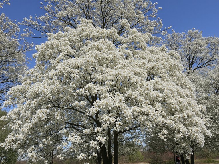 white magnolia trees blooming
