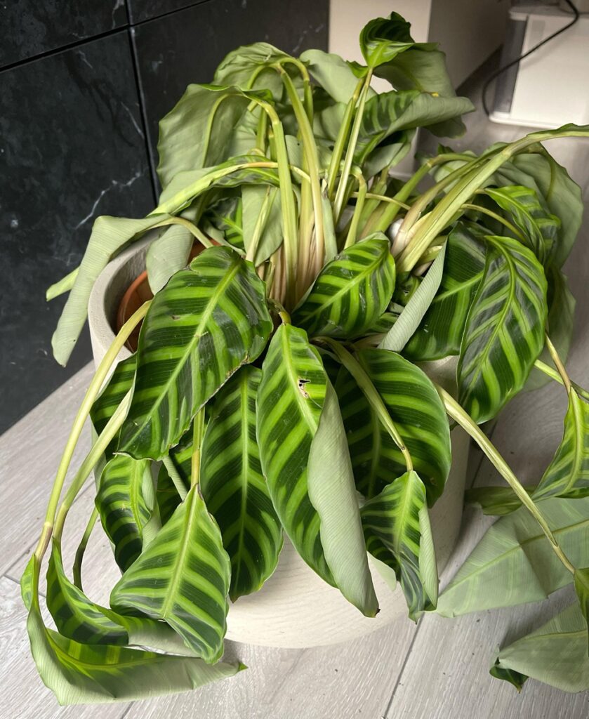 why are calathea leaves curling and drooping