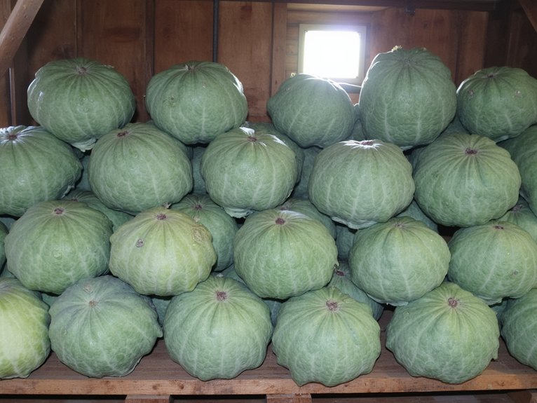 winter cabbage storage varieties