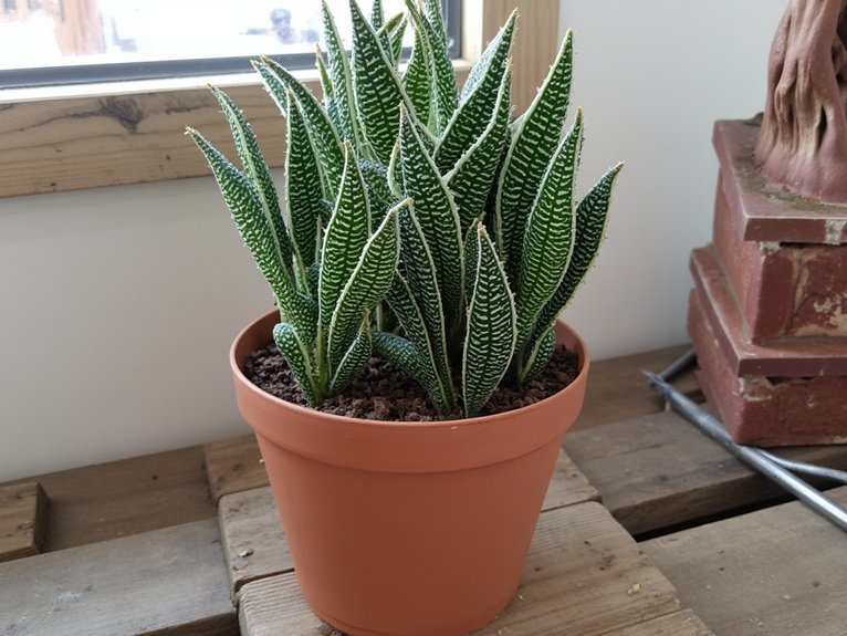 zebra haworthia care techniques