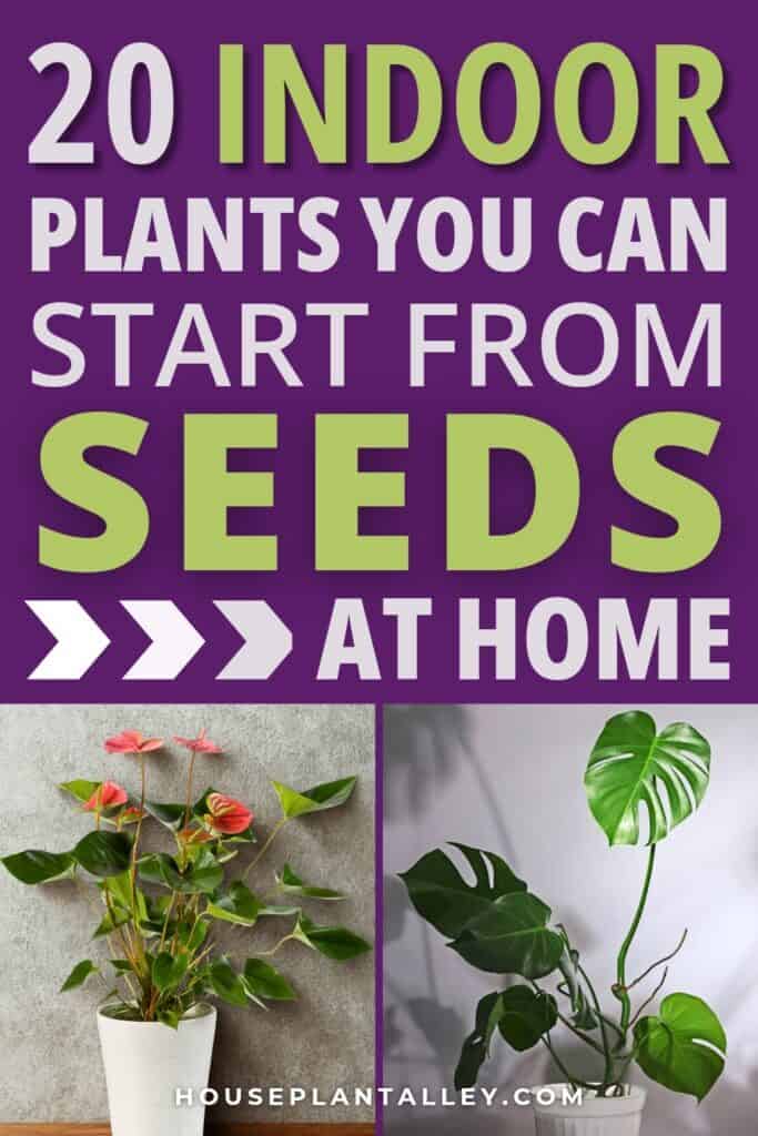 1308c Grow Indoor Plants From Seeds—Beginner Friendly DIY Gardening