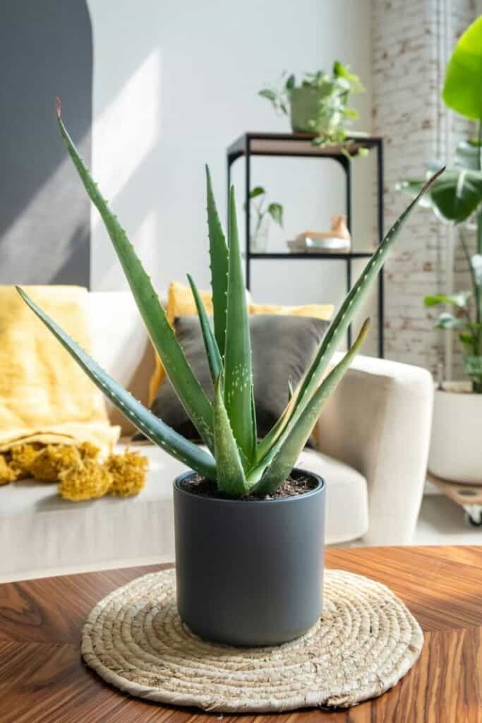 aloe vera air purifier