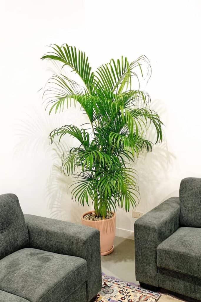areca palm air purifier