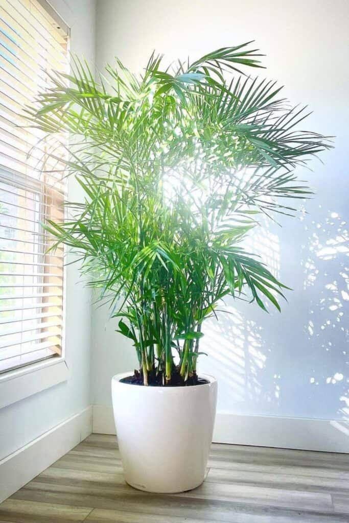 bamboo palm air purifier
